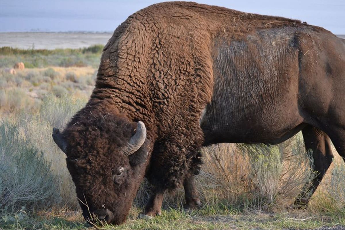 Buffalo at Antelope Island State Park