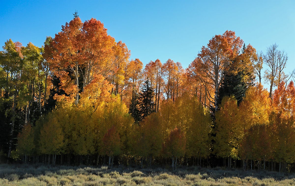 Bear Lake Fall Colors