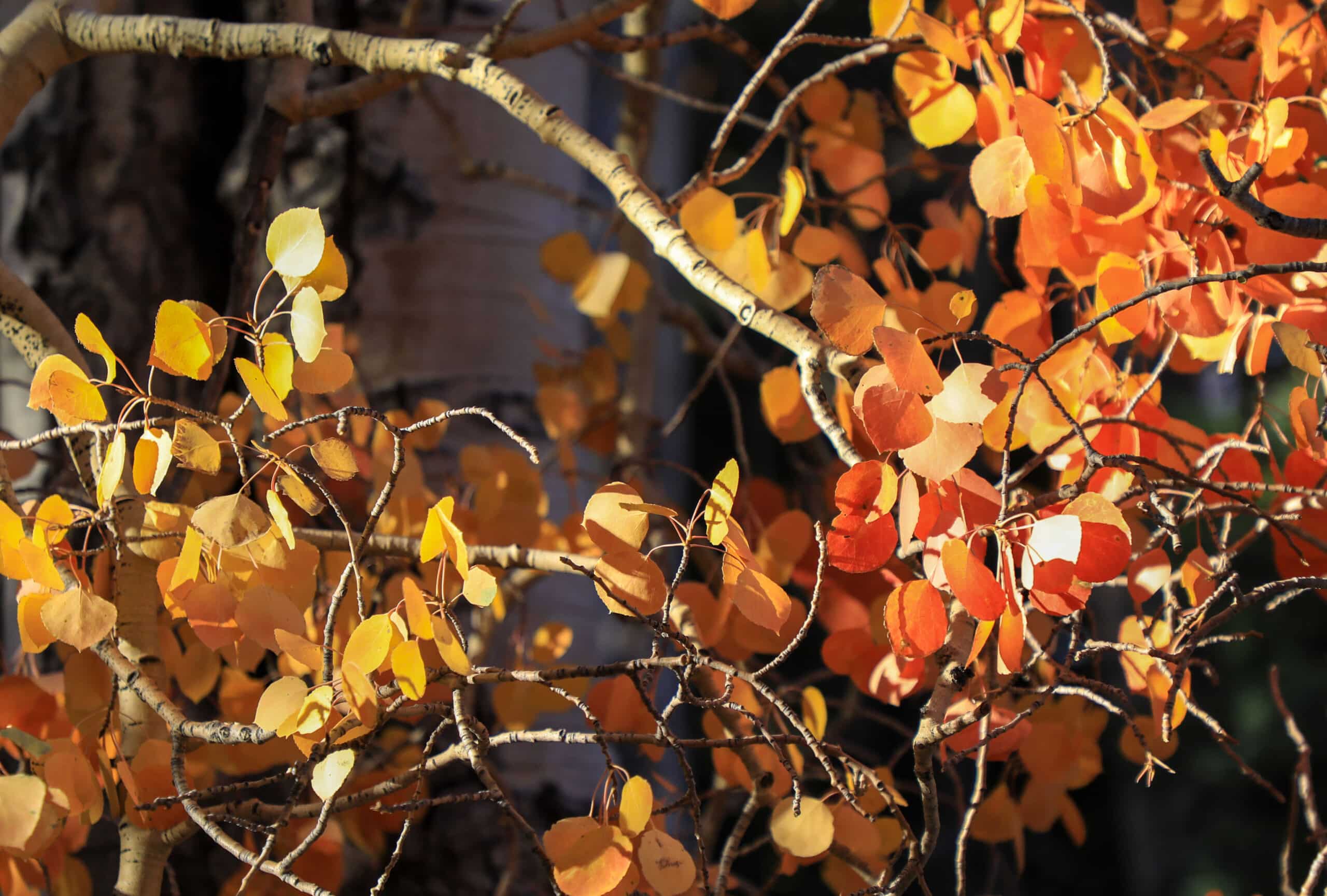 Leaves - Fall Colors
