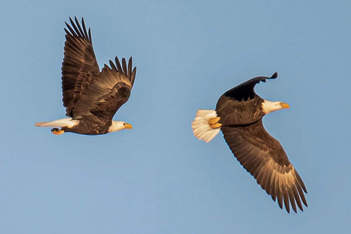 Two Bald Eagles